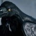 Assassin’s Creed Valhalla: как изменить внешность ворона
