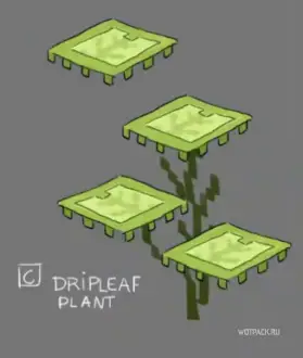 Dripleaf Plant