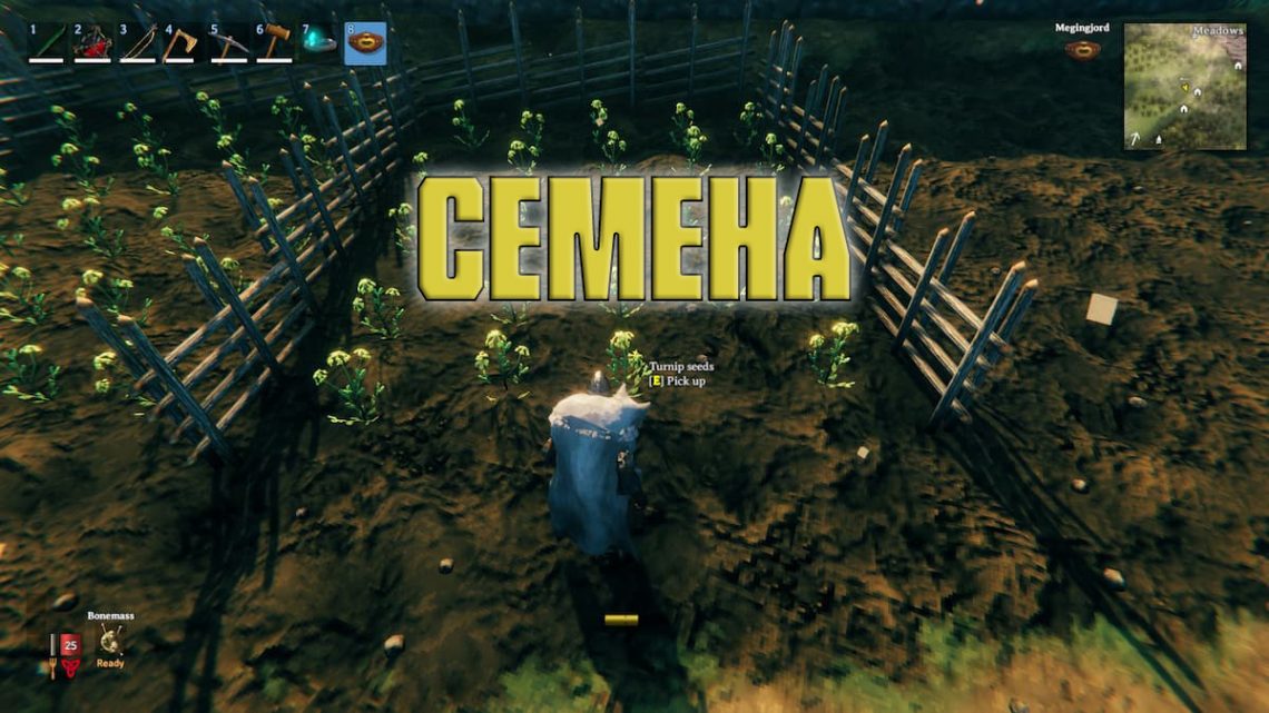 Где найти семена репы valheim