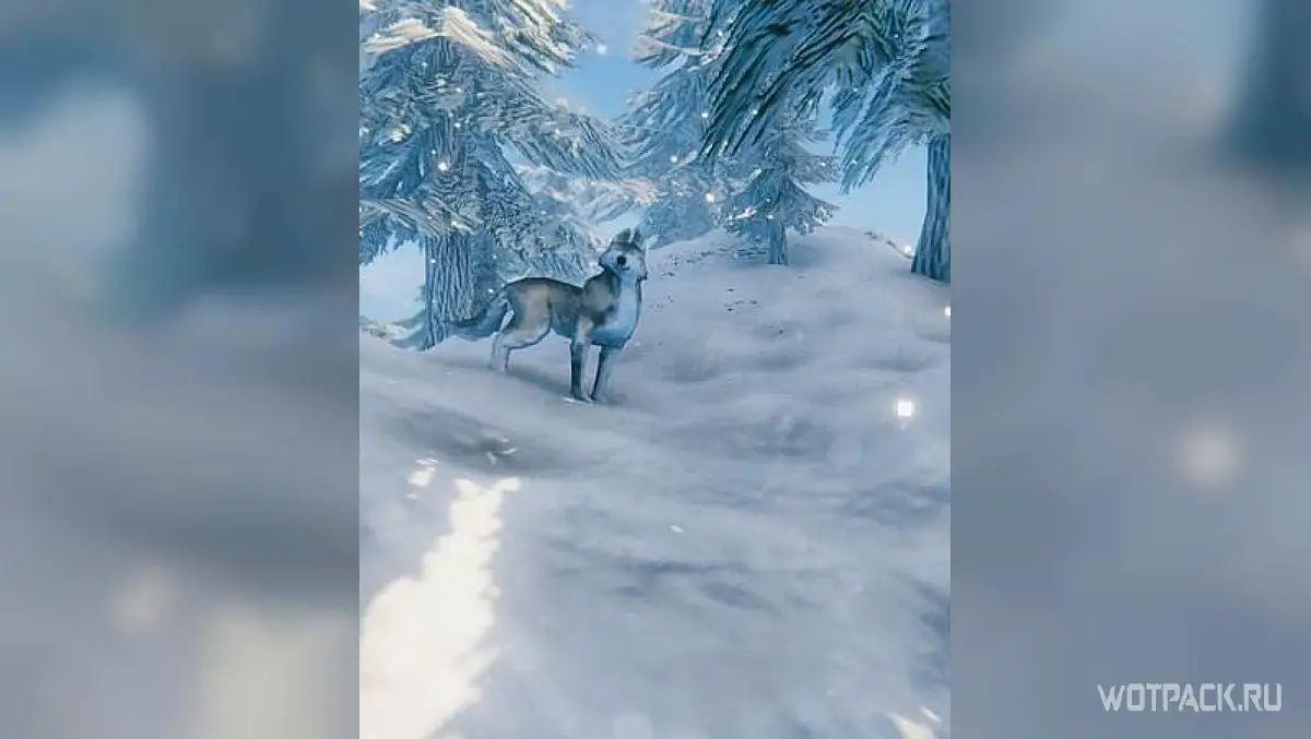 Волк в дикой среде обитания