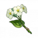 Qingxin kvet