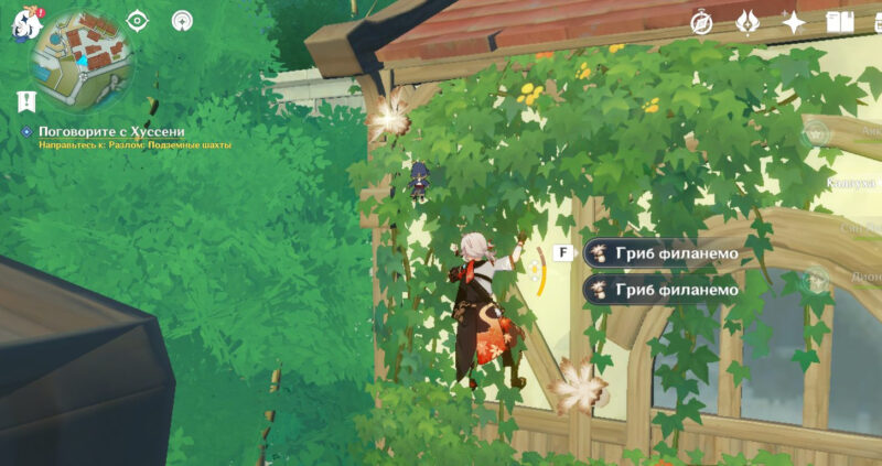 Грибы филанемо в Мондштадте