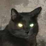 怖い黒猫