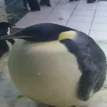 round-penguin