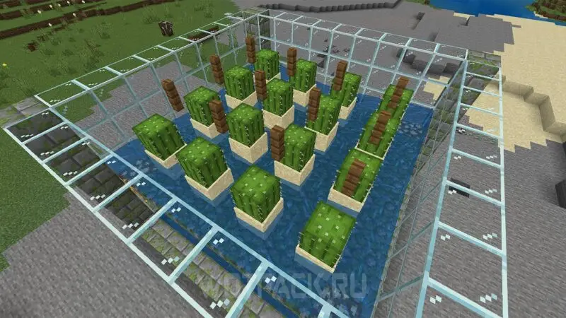 Peternakan kaktus di Minecraft: cara membuat dan mengotomatisasi pertanian kaktus