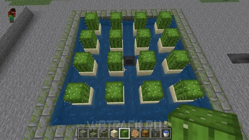 Kaktusu ferma Minecraft: kā izveidot un automatizēt kaktusu audzēšanu