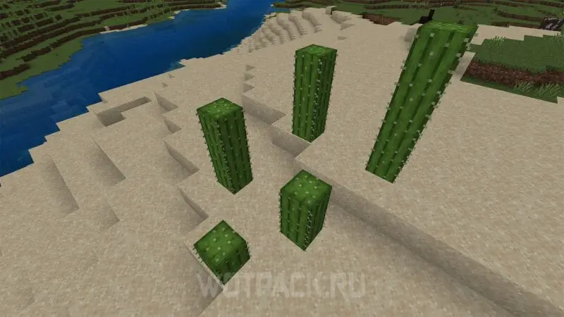 Kaktukset Minecraftissa