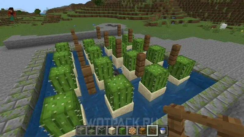 Cacti farm in Minecraft: how to make and automate cacti farming