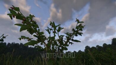 Белладонна в Kingdom Come Deliverance 2: где найти и купить