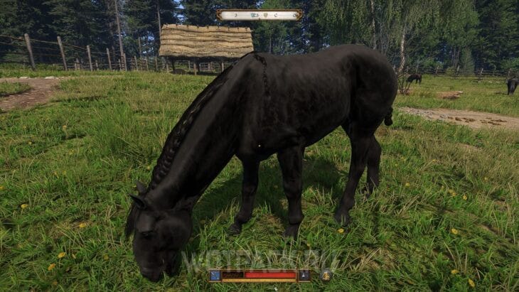 Лошадь в Kingdom Come Deliverance 2: где купить и найти