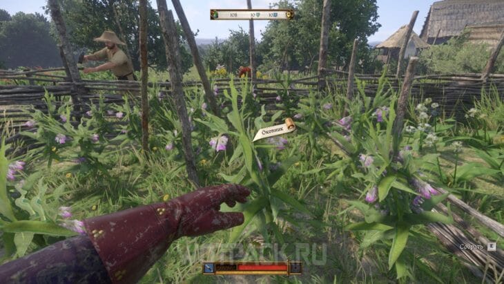 Окопник в Kingdom Come Deliverance 2: где найти и купить