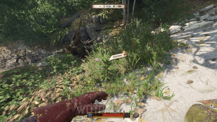 Окопник в Kingdom Come Deliverance 2: где найти и купить