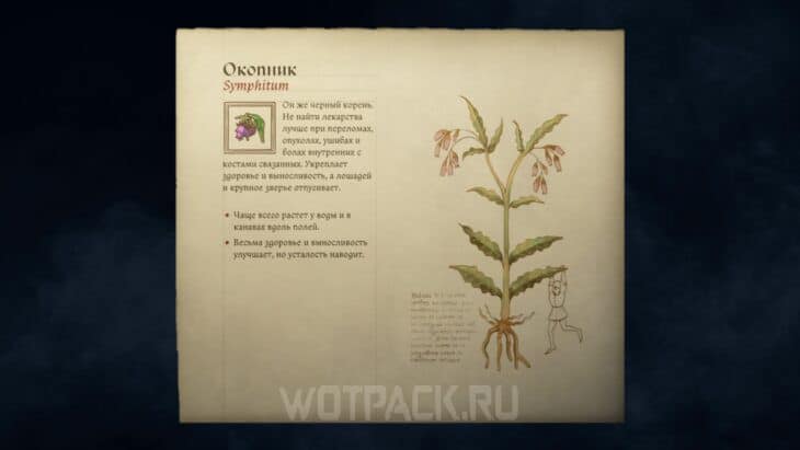 Описание окопника