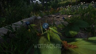 Вороний глаз в Kingdom Come Deliverance 2: где найти и купить