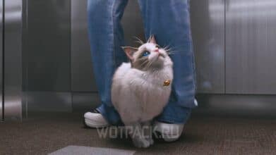 Читы и коды в inZOI: все команды и куда их вводить