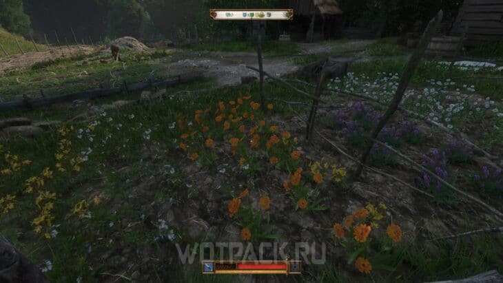 Календула в Kingdom Come Deliverance 2: где найти и купить