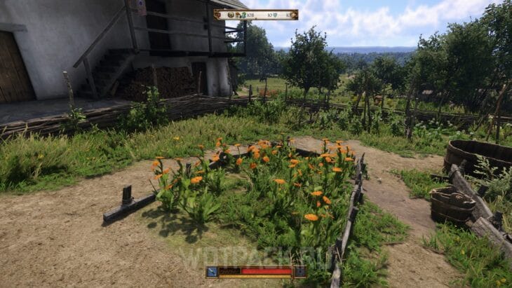 Календула в Kingdom Come Deliverance 2: где найти и купить