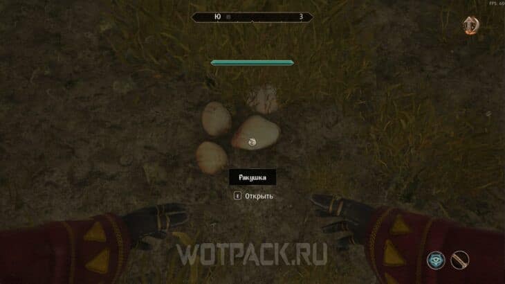 Ракушка на дне