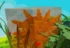 Все мутации в Вырасти сад (Grow a Garden): как получить и сколько дают