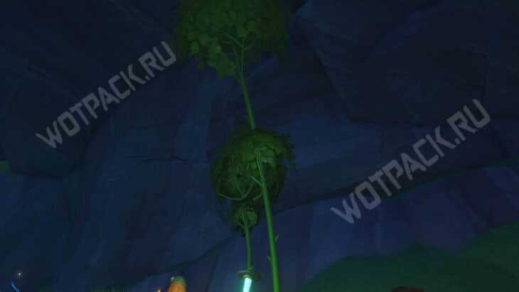 Как выглядит черешчатый дуб в Геншине.