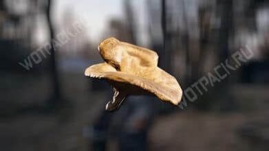 Где найти Грибы в ARC Raiders: все точки сбора