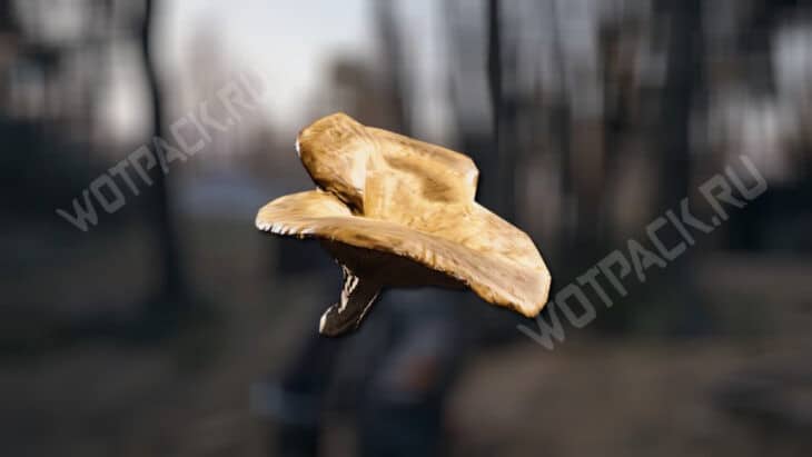 Гриб на фоне болотистого леса на поле битвы у дамбы