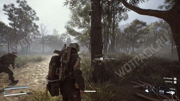 Наросты на деревьях