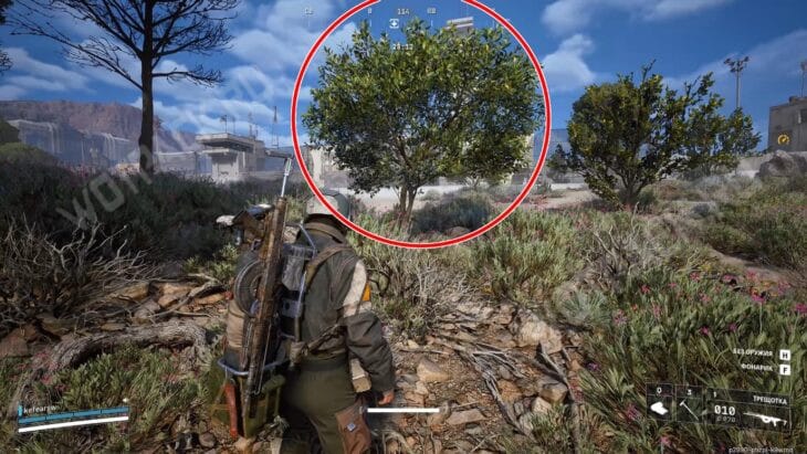 Внешний вид лимонного дерева