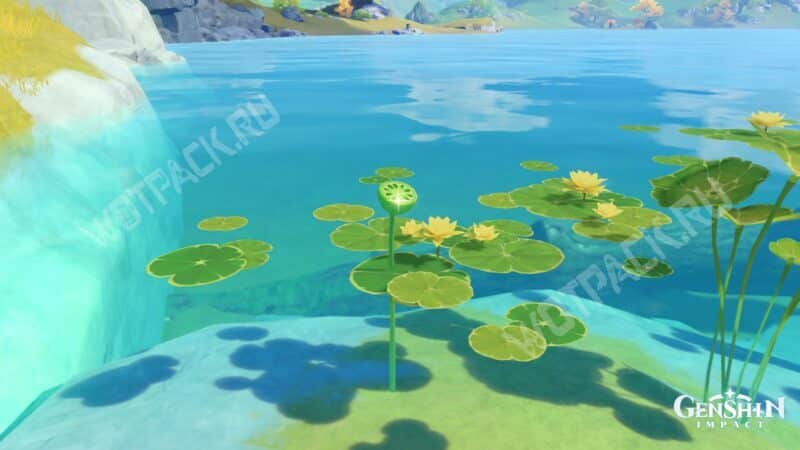 Лотосы на воде и сияние от чашечек