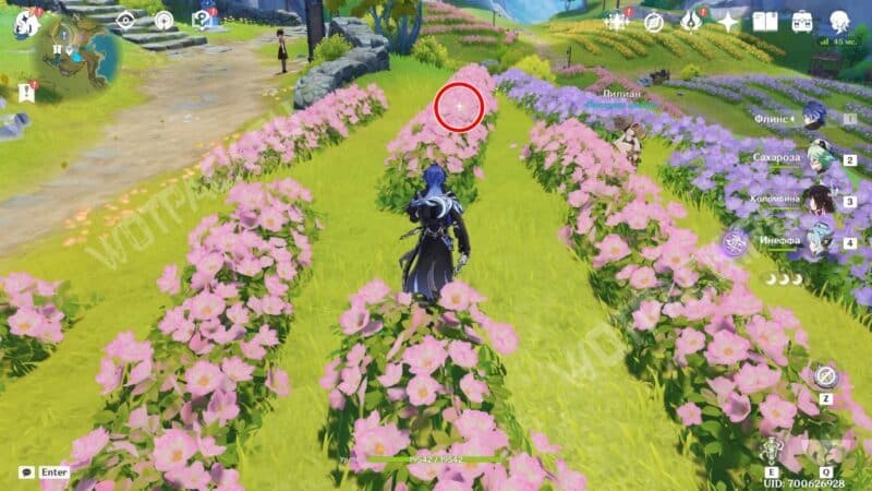 Блеск ветроцвета на клумбе